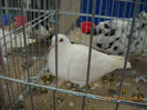 My pictures 045