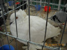 My pictures 047