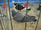 My pictures 076