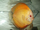 DSCF3281
