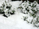 DSCN4845 februarie 10