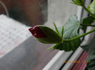 10 febr 2013-flori 008