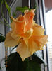 10 febr 2013-flori 001