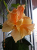 10 febr 2013-flori 003