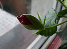 10 febr 2013-flori 006