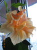 10 febr 2013-flori 009
