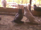 imag010