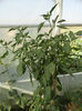 DSC00522