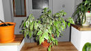 ficus benjamina Lucia, compact ramuros