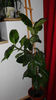 ficus elastica Decora Belga