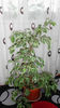 ficus benjamina Golden King, pletos si panasat