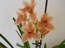 DSCN0852