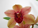DSCN0860