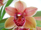 DSCN0862