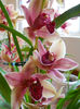 DSCN0877