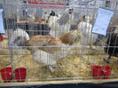 Picture 033