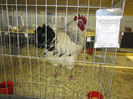 Picture 034