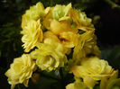 Yellow Kalanchoe (2013, February 11)