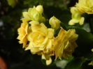 Yellow Kalanchoe (2013, February 11)