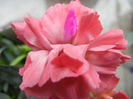 Dianthus (2013, February 09)