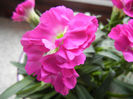 Dianthus (2013, February 11)