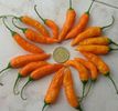 Aji Chinchi Amarillo