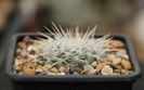 Mammillaria parkinsonii