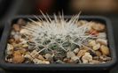Mammillaria parkinsonii