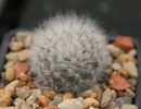 Mammillaria (Krainzia) guelzowiana