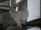 SAM_1149