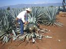 Agave tequilana Agave de tequila