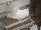 SAM_1196