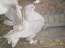 SAM_1218