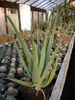 Aloe vera (Aloe barbadensis) în faza adultă