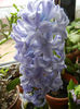 Blue Hyacinth (2013, February 08)