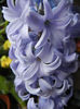 Blue Hyacinth (2013, February 08)