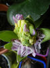 Pink Hyacinth (2013, February 09)