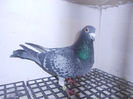 Picture 018