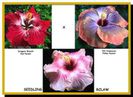 hibridizari hibiscus- planta rasad rezultata