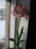 amaryllis 2013