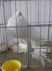 86045197_ITAGLWY3