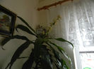 Dracena