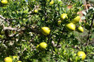 ARGAN Argania spinosa