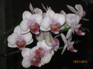 Miniature Orchid Phal Be Tris