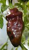 Fatalii  Chocolate