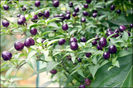 Filius Blue