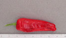 Friariello
