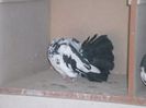 SAM_0164