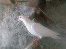 Photo0156