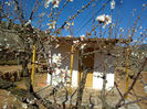 in fata casutei